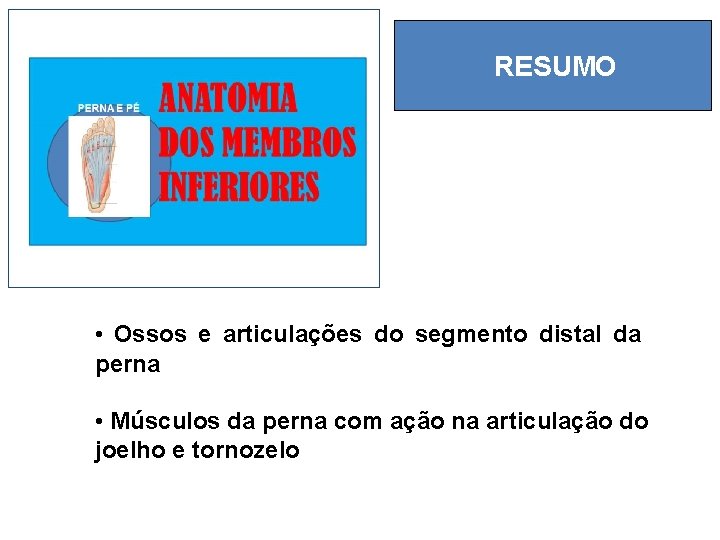 RESUMO • Ossos e articulações do segmento distal da perna • Músculos da perna