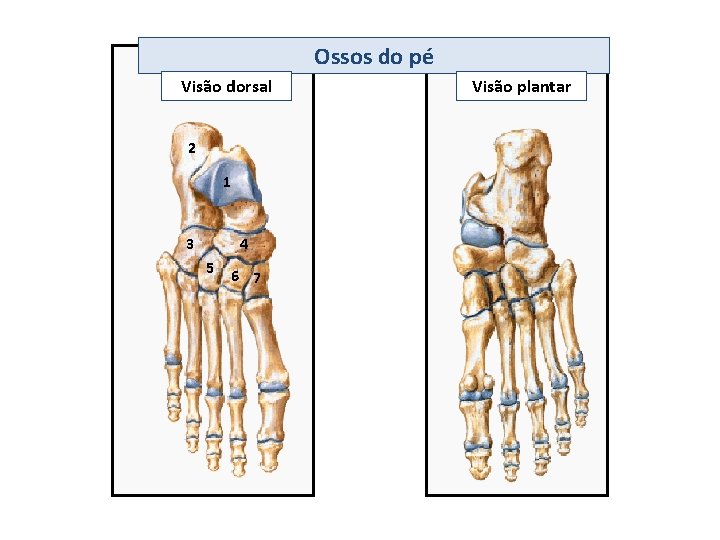 Ossos do pé Visão dorsal 2 1 3 4 5 6 7 Visão plantar