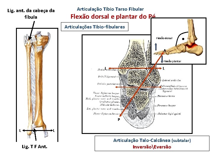 Lig. ant. da cabeça da fíbula Articulação Tíbio Tarso Fibular Flexão dorsal e plantar