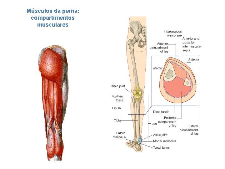 Músculos da perna: compartimentos musculares • Anterior • Lateral • Posterior Transição entre coxa