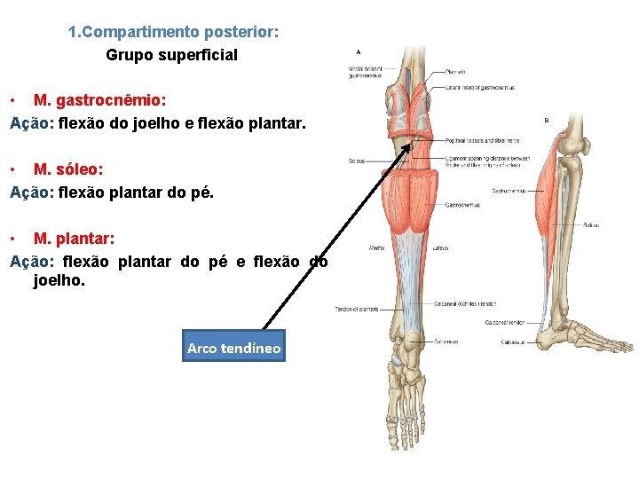 1. Compartimento posterior: Grupo superficial • M. gastrocnêmio: Ação: flexão do joelho e flexão