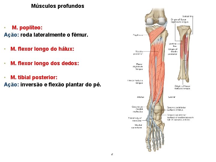 Músculos profundos • M. poplíteo: Ação: roda lateralmente o fêmur. • M. flexor longo