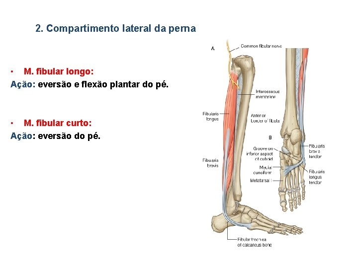 2. Compartimento lateral da perna • M. fibular longo: Ação: eversão e flexão plantar