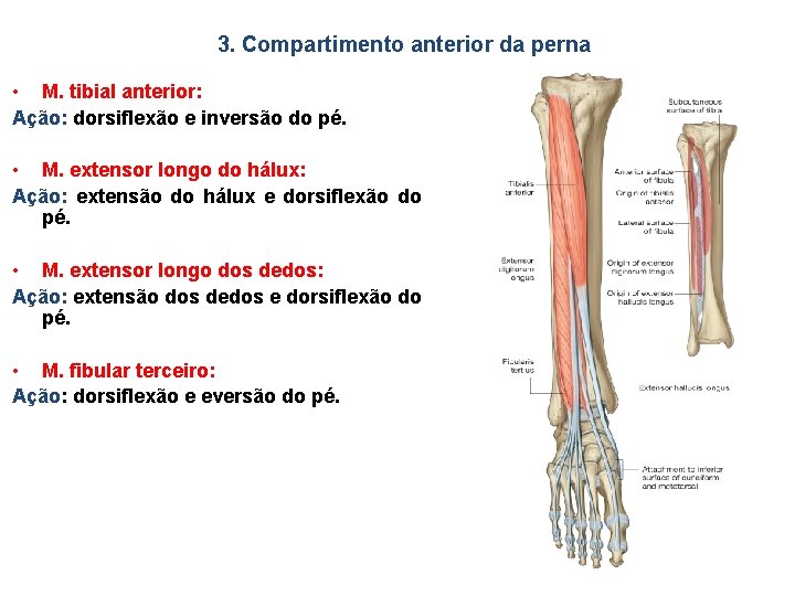 3. Compartimento anterior da perna • M. tibial anterior: Ação: dorsiflexão e inversão do