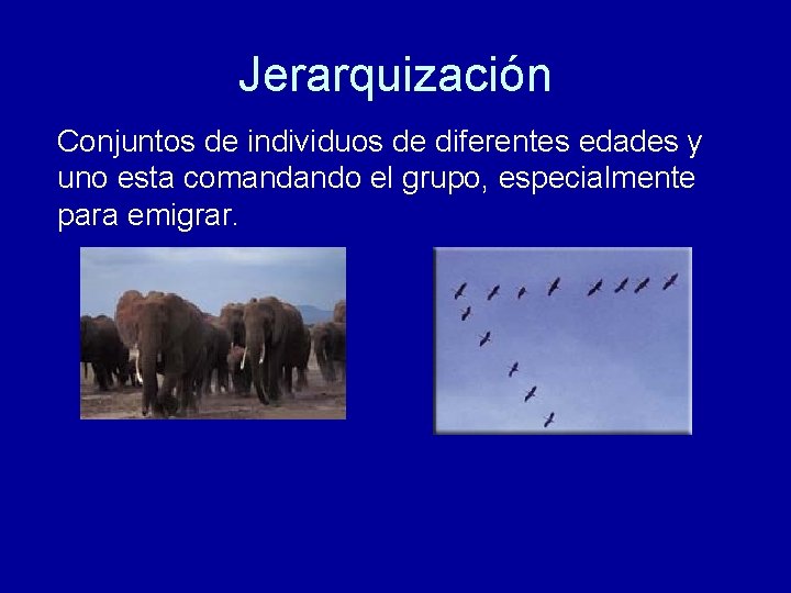 Jerarquización Conjuntos de individuos de diferentes edades y uno esta comandando el grupo, especialmente