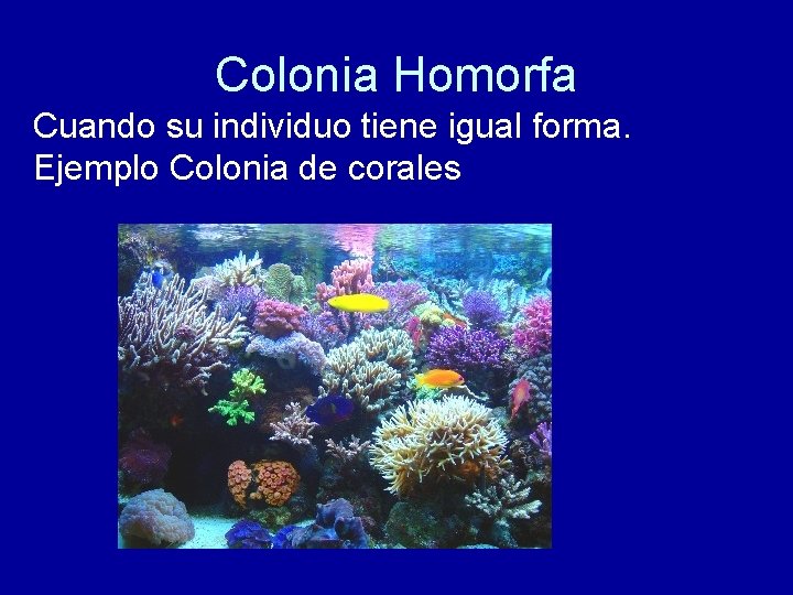 Colonia Homorfa Cuando su individuo tiene igual forma. Ejemplo Colonia de corales 