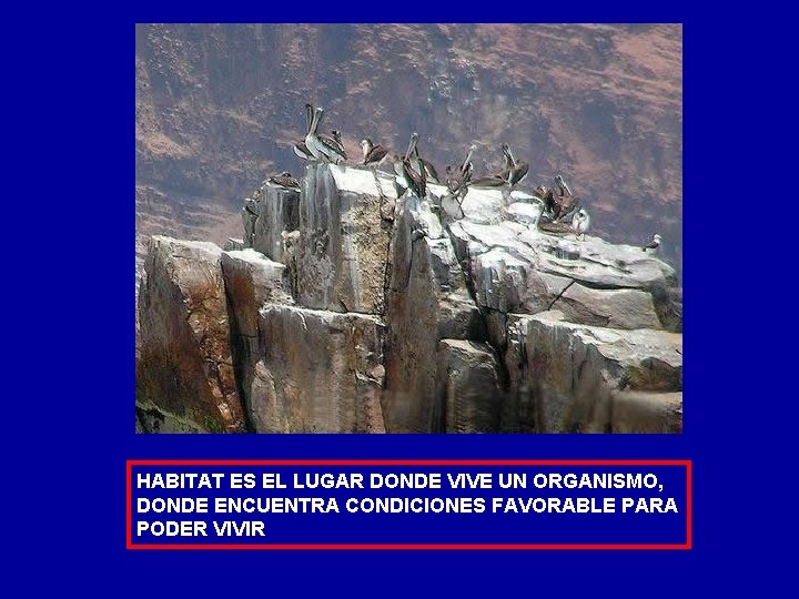 HABITAT ES EL LUGAR DONDE VIVE UN ORGANISMO, DONDE ENCUENTRA CONDICIONES FAVORABLE PARA PODER