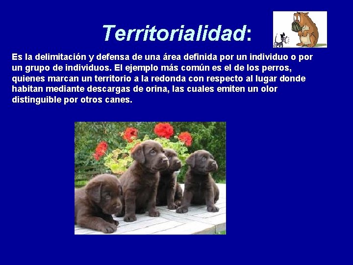 Territorialidad: Es la delimitación y defensa de una área definida por un individuo o