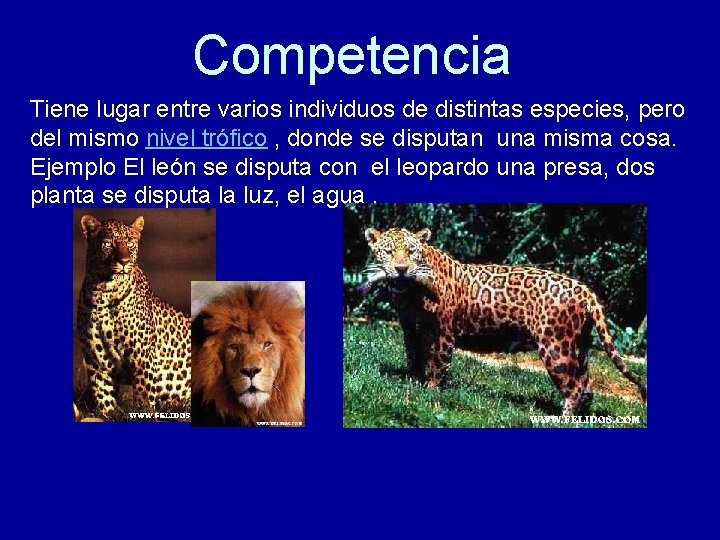 Competencia Tiene lugar entre varios individuos de distintas especies, pero del mismo nivel trófico