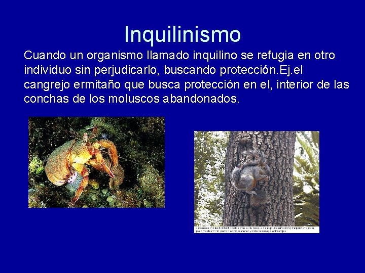 Inquilinismo Cuando un organismo llamado inquilino se refugia en otro individuo sin perjudicarlo, buscando