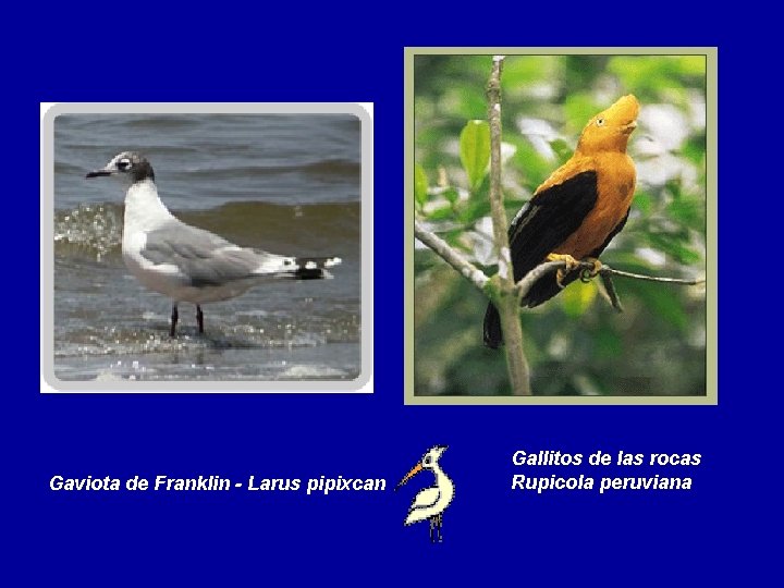 Gaviota de Franklin - Larus pipixcan Gallitos de las rocas Rupicola peruviana 