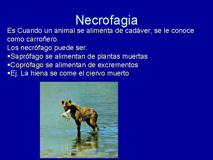 Necrofagia Es Cuando un animal se alimenta de cadáver, se le conoce como carroñero.