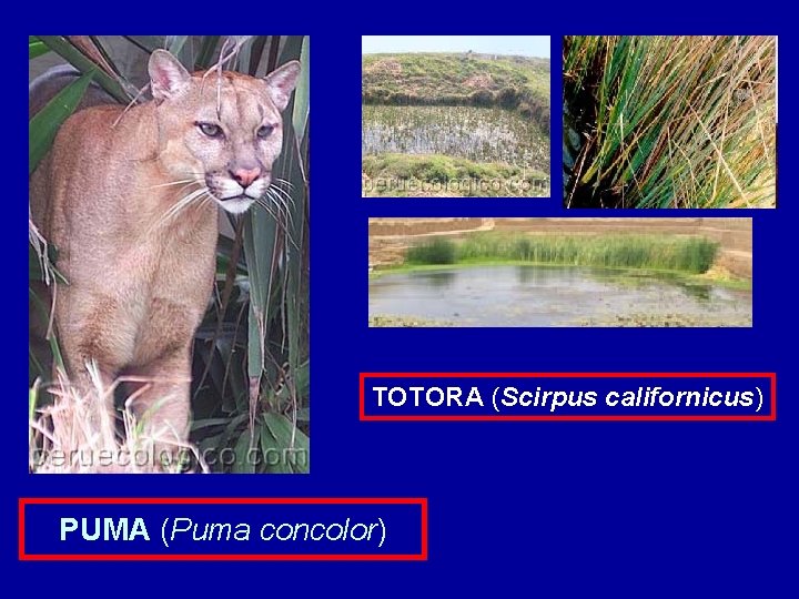 TOTORA (Scirpus californicus) PUMA (Puma concolor) 