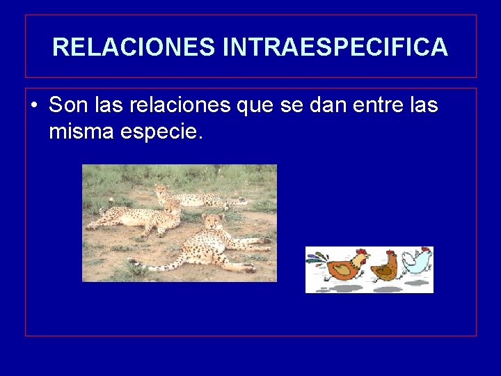 RELACIONES INTRAESPECIFICA • Son las relaciones que se dan entre las misma especie. 