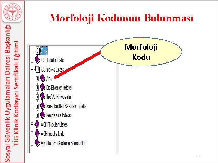 Morfoloji Kodunun Bulunması Morfoloji Kodu 37 