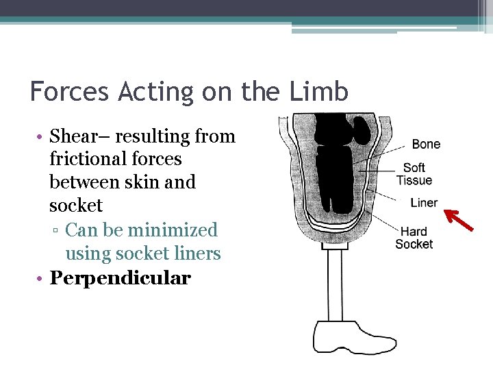 Forces Acting on the Limb • Shear– resulting from frictional forces between skin and