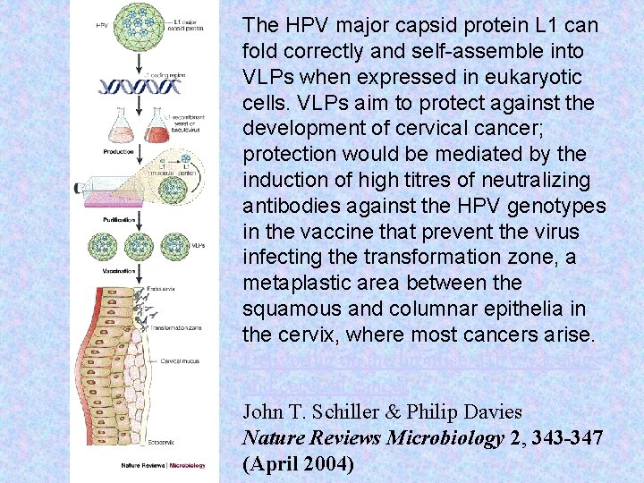 The HPV major capsid protein L 1 can fold correctly and self-assemble into VLPs