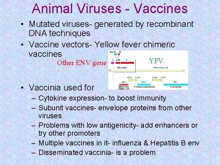 Animal Viruses - Vaccines • Mutated viruses- generated by recombinant DNA techniques • Vaccine