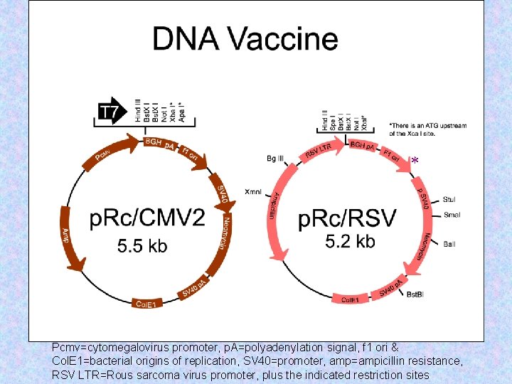 * Pcmv=cytomegalovirus promoter, p. A=polyadenylation signal, f 1 ori & Col. E 1=bacterial origins