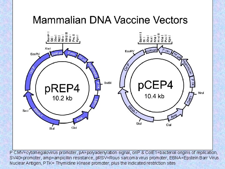 P CMV=cytomegalovirus promoter, p. A=polyadenylation signal, ori. P & Col. E 1=bacterial origins of