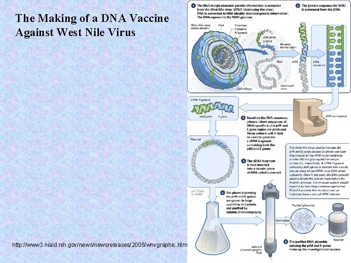 The Making of a DNA Vaccine Against West Nile Virus http: //www 3. niaid.