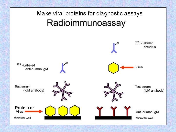 Make viral proteins for diagnostic assays Protein or 