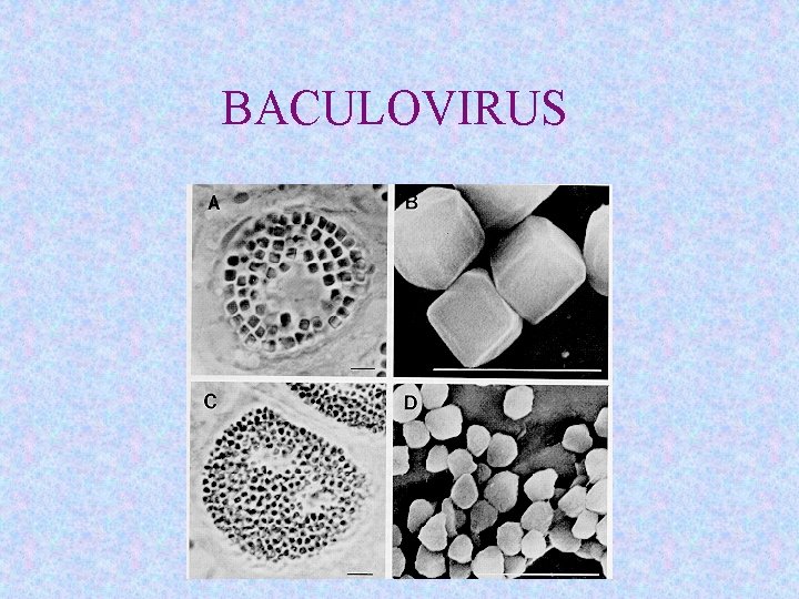 BACULOVIRUS 