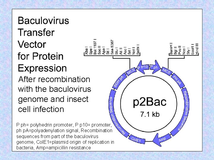 After recombination with the baculovirus genome and insect cell infection P ph= polyhedrin promoter,