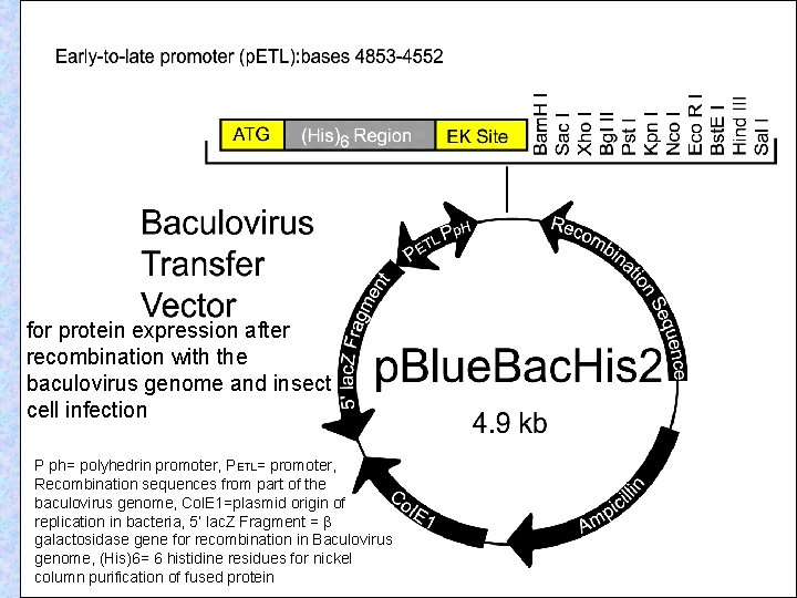 for protein expression after recombination with the baculovirus genome and insect cell infection P