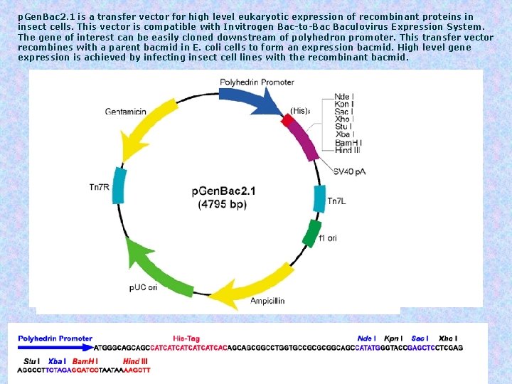 p. Gen. Bac 2. 1 is a transfer vector for high level eukaryotic expression