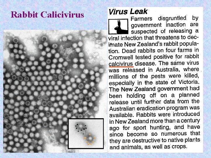 Rabbit Calicivirus 