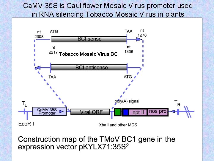 Ca. MV 35 S is Cauliflower Mosaic Virus promoter used in RNA silencing Tobacco