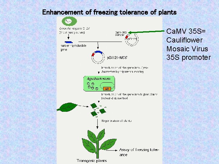 Enhancement of freezing tolerance of plants Ca. MV 35 S= Cauliflower Mosaic Virus 35