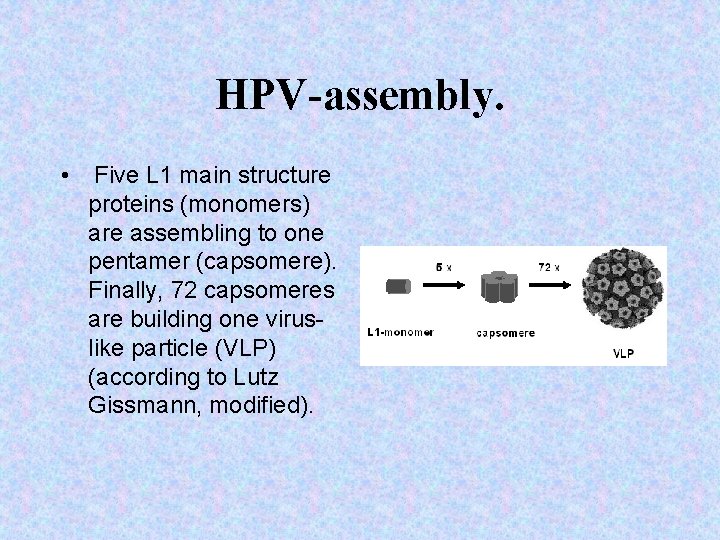 HPV-assembly. • Five L 1 main structure proteins (monomers) are assembling to one pentamer
