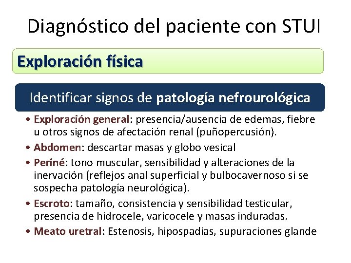 Diagnóstico del paciente con STUI Exploración física Identificar signos de patología nefrourológica • Exploración