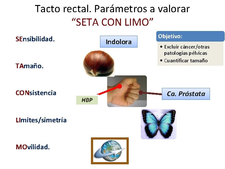 Tacto rectal. Parámetros a valorar “SETA CON LIMO” SEnsibilidad. Indolora TAmaño. CONsistencia LImites/simetría MOvilidad.