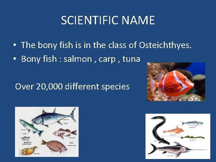 SCIENTIFIC NAME • The bony fish is in the class of Osteichthyes. • Bony