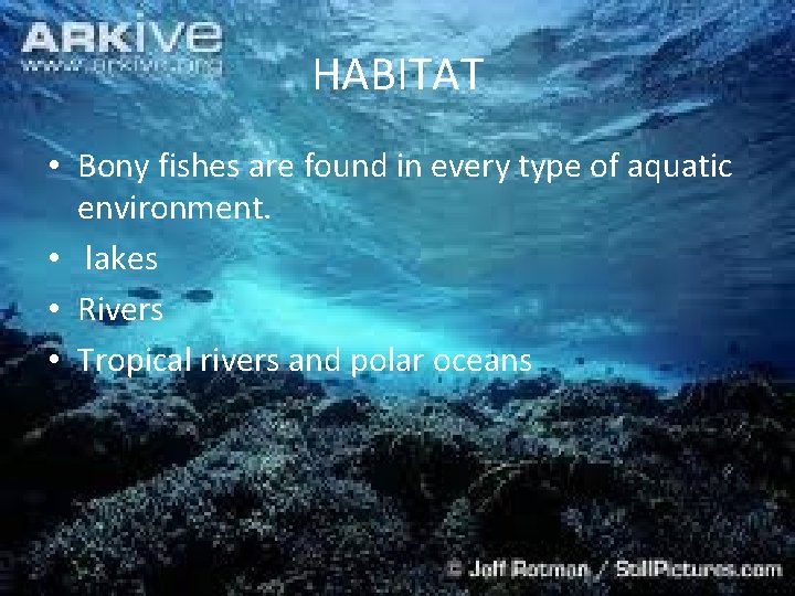 HABITAT • Bony fishes are found in every type of aquatic environment. • lakes