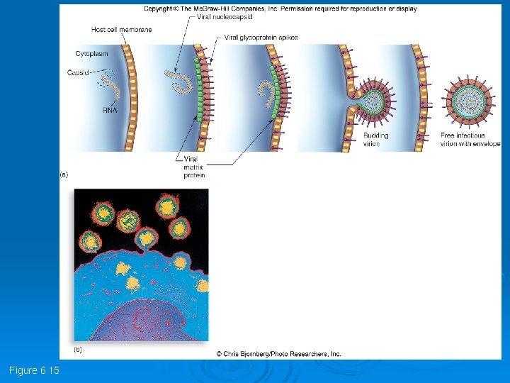 Figure 6. 15 Figure 6. 15