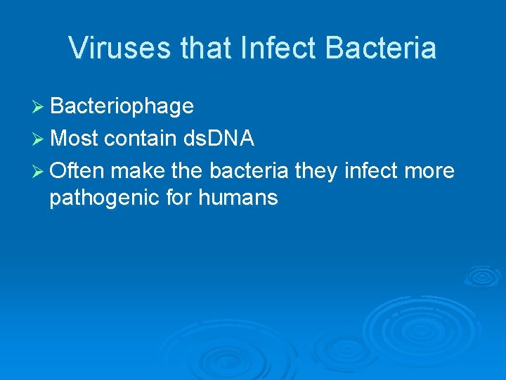 Viruses that Infect Bacteria Ø Bacteriophage Ø Most contain ds. DNA Ø Often make Viruses that Infect Bacteria Ø Bacteriophage Ø Most contain ds. DNA Ø Often make