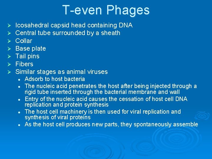 T-even Phages Ø Ø Ø Ø Icosahedral capsid head containing DNA Central tube surrounded T-even Phages Ø Ø Ø Ø Icosahedral capsid head containing DNA Central tube surrounded
