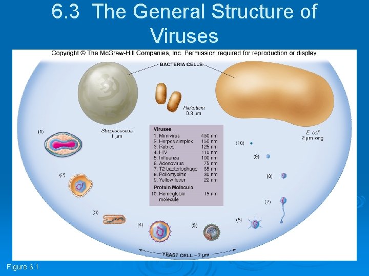 6. 3 The General Structure of Viruses Figure 6. 1 6. 3 The General Structure of Viruses Figure 6. 1