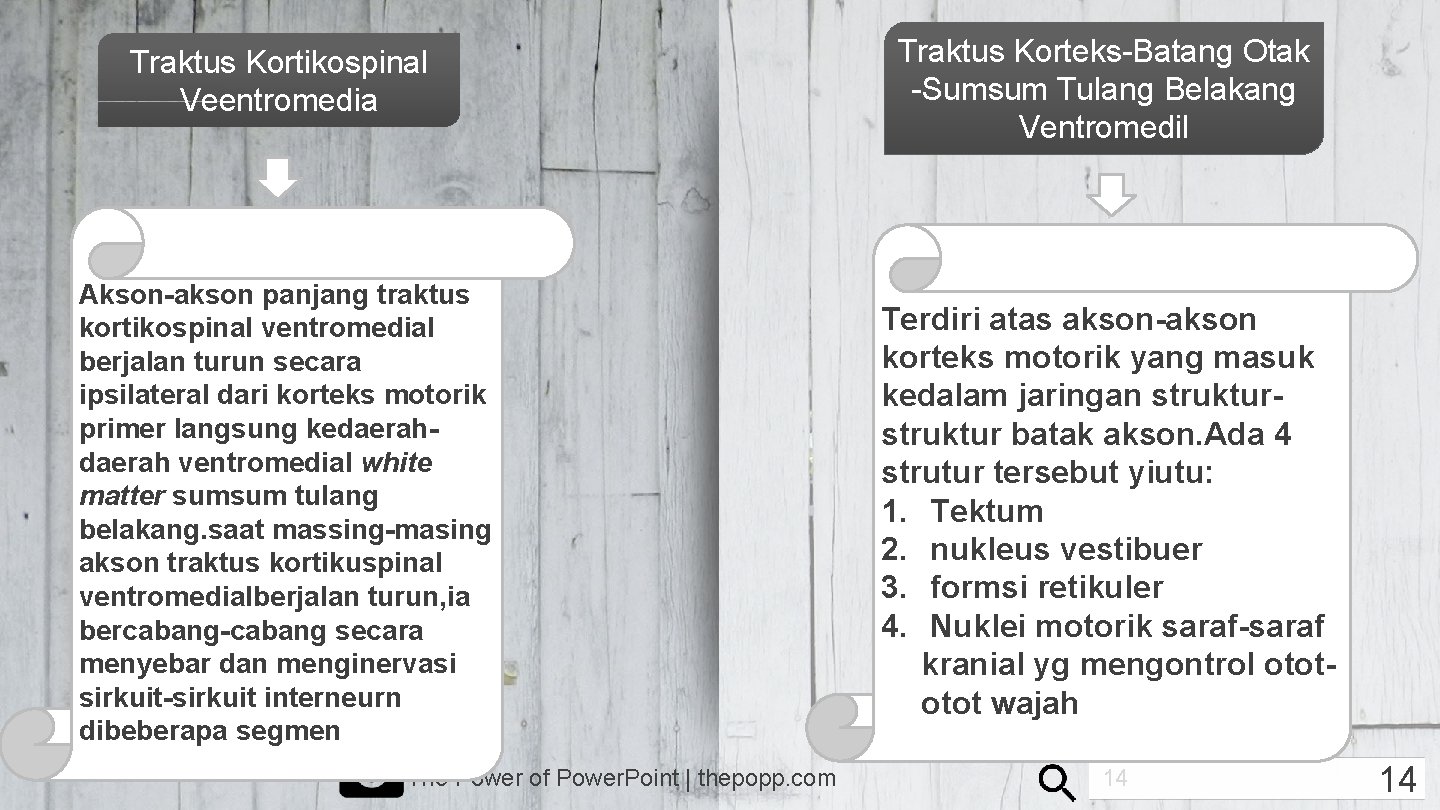 Traktus Kortikospinal Veentromedia Traktus Korteks-Batang Otak -Sumsum Tulang Belakang Ventromedil Akson-akson panjang traktus kortikospinal