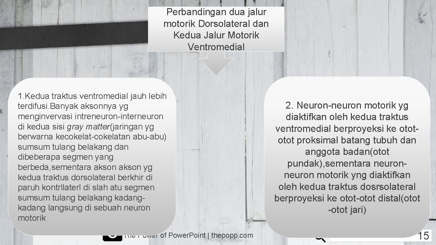 Perbandingan dua jalur motorik Dorsolateral dan Kedua Jalur Motorik Ventromedial 1. Kedua traktus ventromedial
