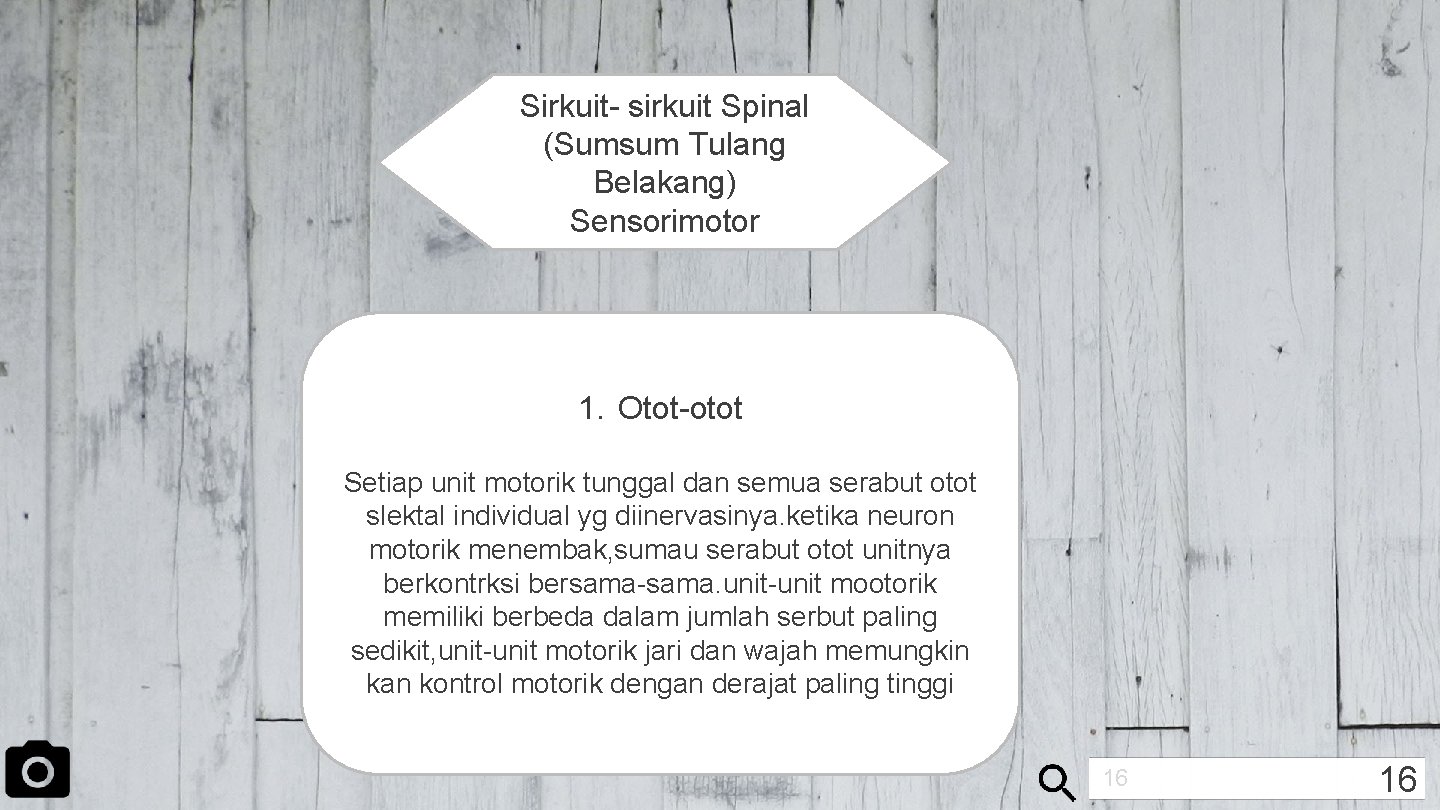 Sirkuit- sirkuit Spinal (Sumsum Tulang Belakang) Sensorimotor 1. Otot-otot Setiap unit motorik tunggal dan