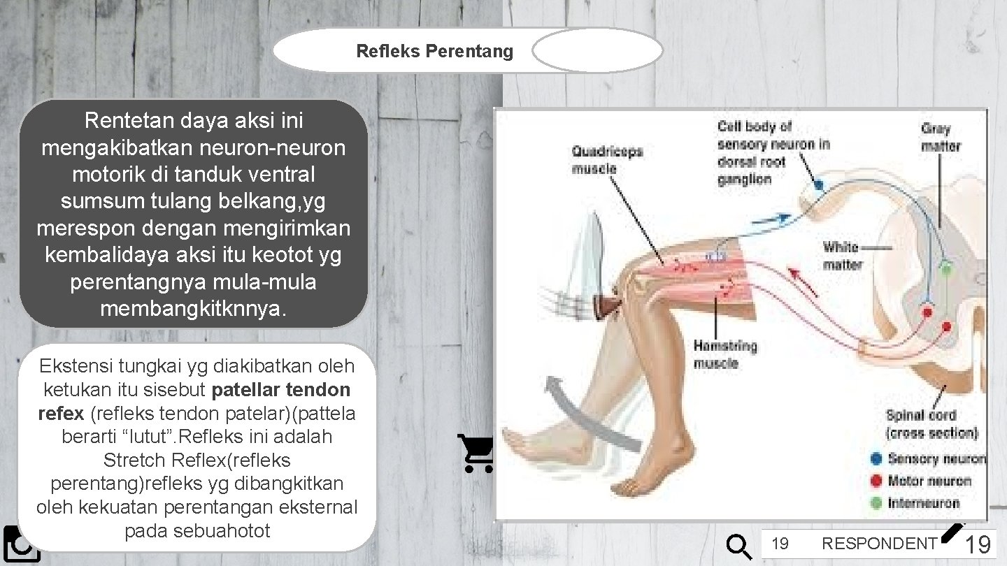 Refleks Perentang Rentetan daya aksi ini mengakibatkan neuron-neuron motorik di tanduk ventral sumsum tulang