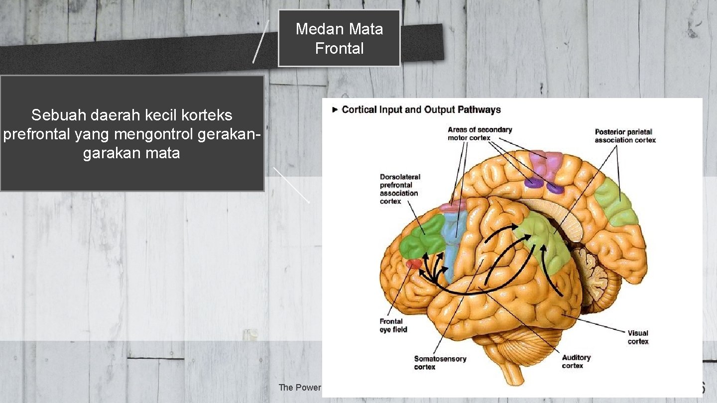Medan Mata Frontal Sebuah daerah kecil korteks prefrontal yang mengontrol gerakangarakan mata The Power