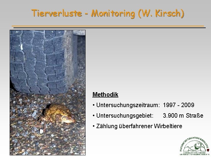 Tierverluste - Monitoring (W. Kirsch) Methodik • Untersuchungszeitraum: 1997 - 2009 • Untersuchungsgebiet: 3.