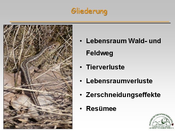 Gliederung • Lebensraum Wald- und Feldweg • Tierverluste • Lebensraumverluste • Zerschneidungseffekte • Resümee