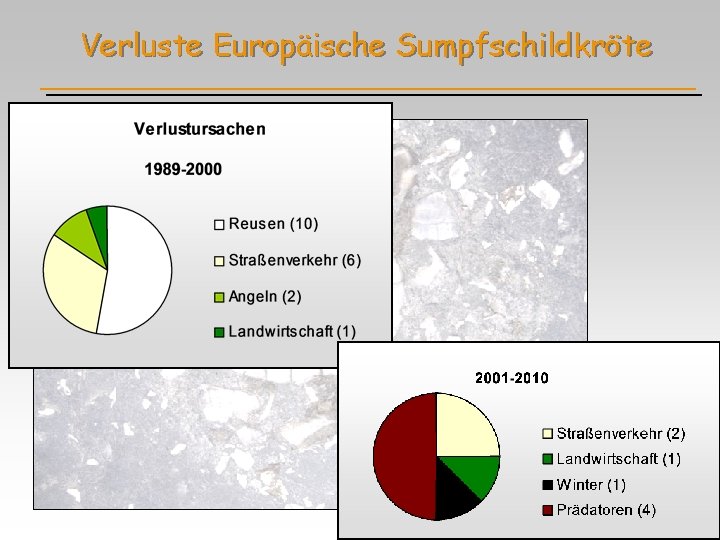 Verluste Europäische Sumpfschildkröte 